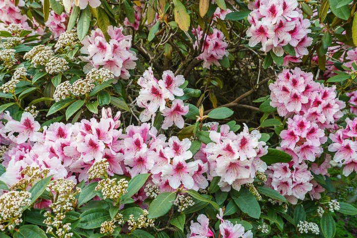 Photo 36 at 3898 Southridge Avenue, Bayridge, West Vancouver