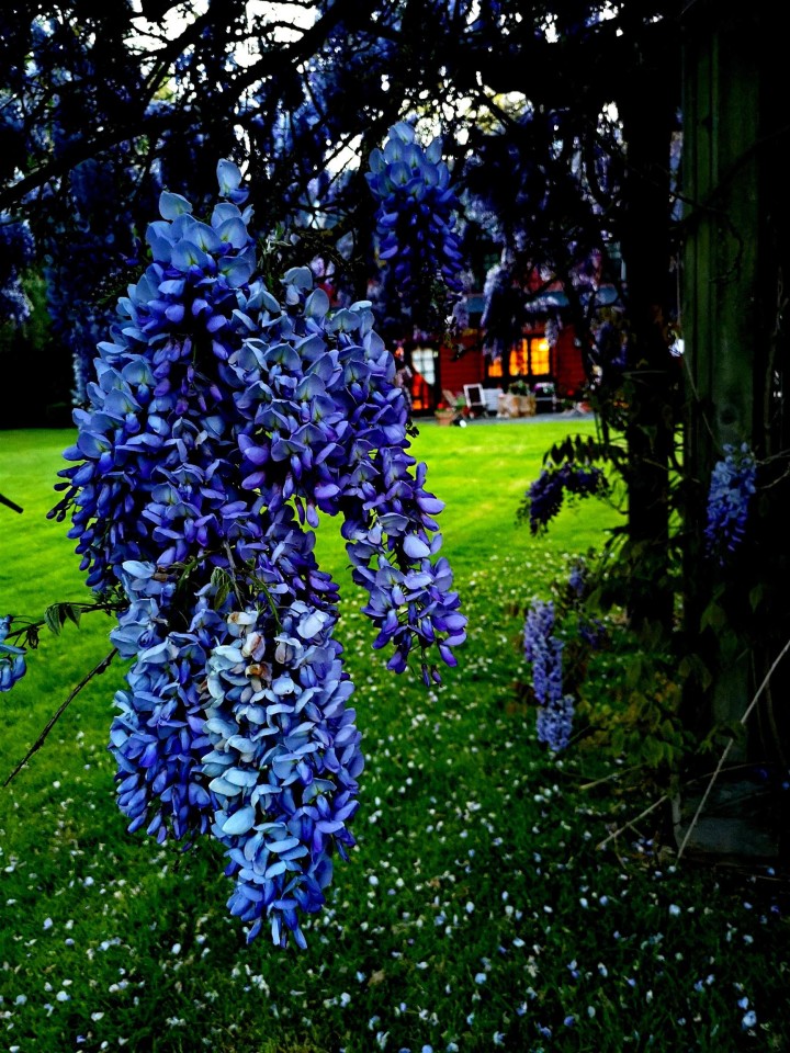 Photo 32 at 6786 Blenheim Street, Southlands, Vancouver West