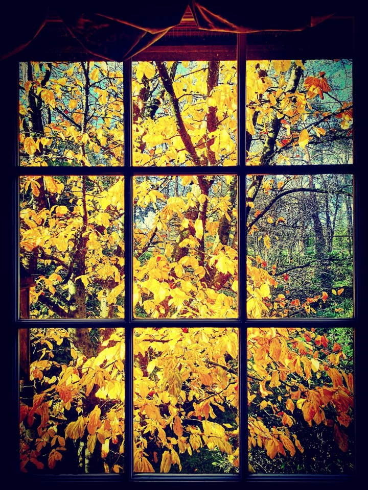 Photo 33 at 6786 Blenheim Street, Southlands, Vancouver West