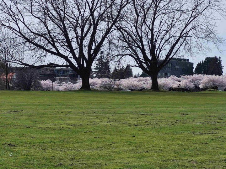 Photo 1 at 204 - 375 W 59th Avenue, South Cambie, Vancouver West