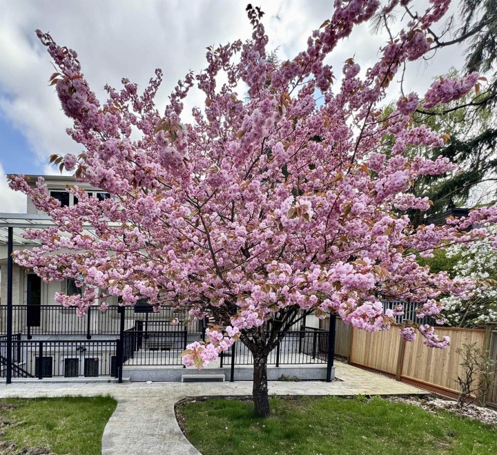 Photo 17 at 7165 Maple Street, S.W. Marine, Vancouver West