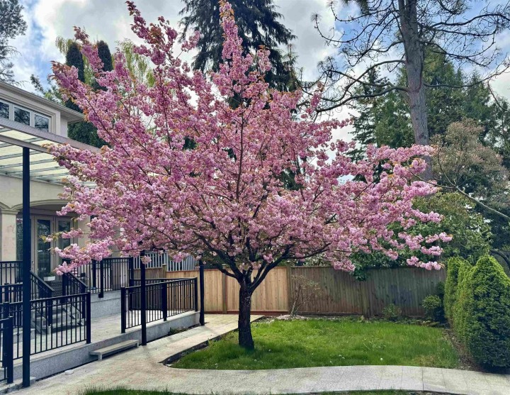 Photo 18 at 7165 Maple Street, S.W. Marine, Vancouver West