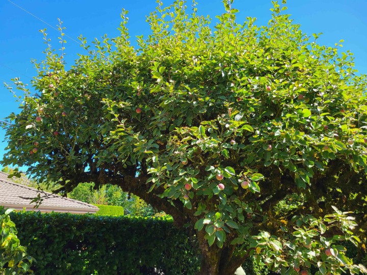 Photo 13 at 2209 W 36th Avenue, Quilchena, Vancouver West