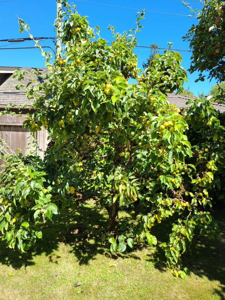 Photo 14 at 2209 W 36th Avenue, Quilchena, Vancouver West