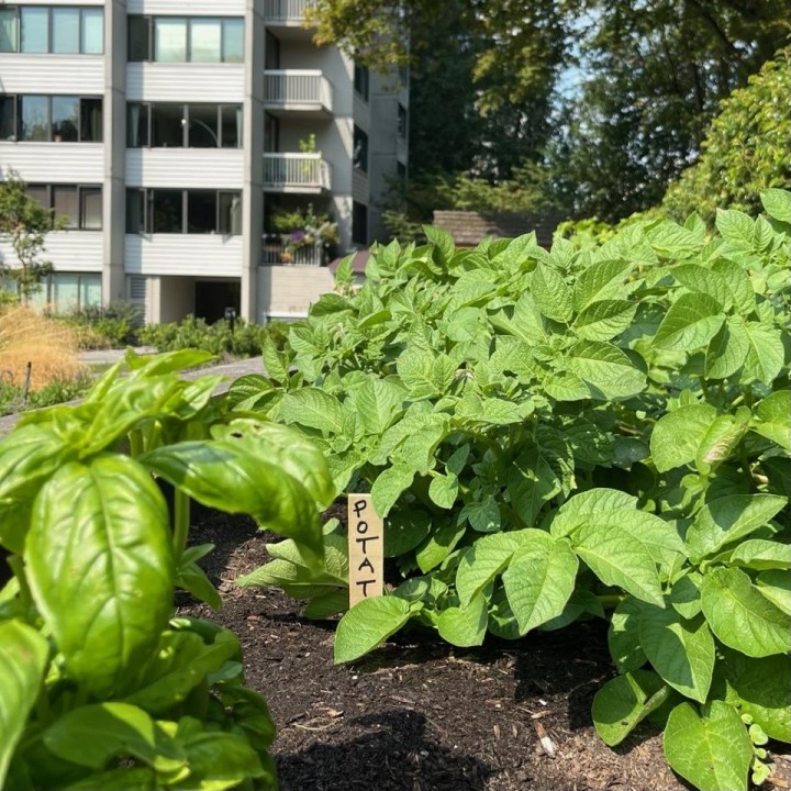 Photo 25 at 206 - 1740 Comox Street, West End VW, Vancouver West