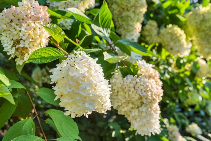 Photo 28 at 208 - 235 Keith Road, Cedardale, West Vancouver