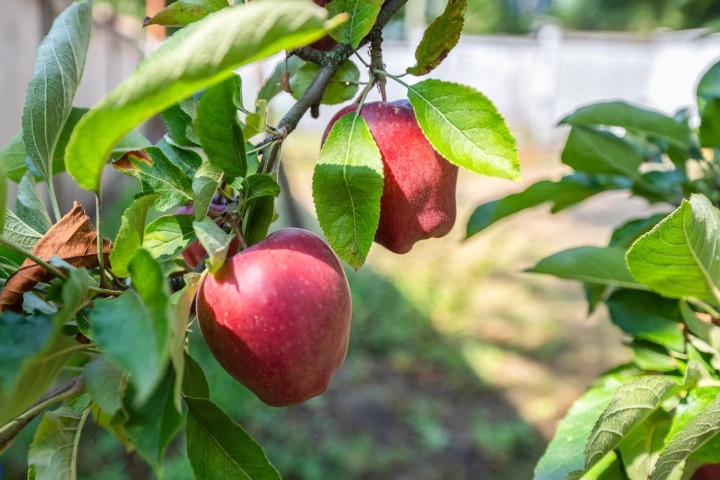 Photo 26 at 298 W 64th Avenue, Marpole, Vancouver West