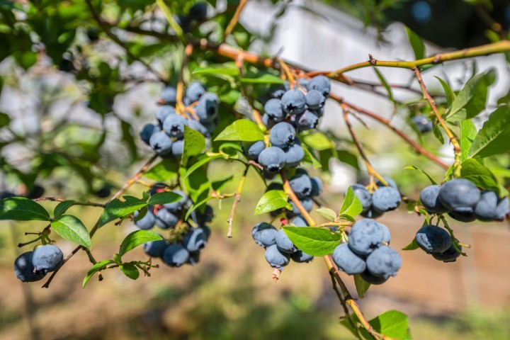 Photo 25 at 298 W 64th Avenue, Marpole, Vancouver West