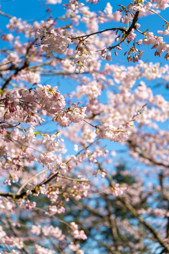 Photo 33 at 4778 Drummond Drive, Point Grey, Vancouver West