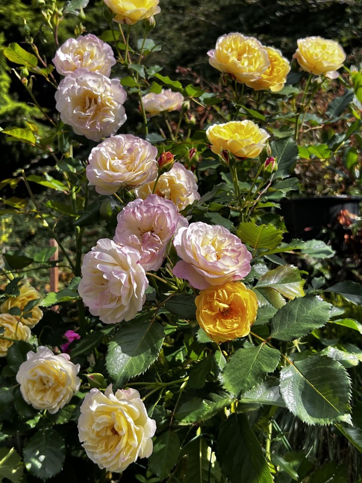 Photo 32 at 250 Kelvin Grove Way, Lions Bay, West Vancouver