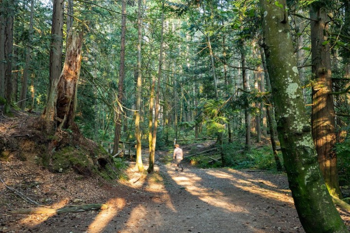 Photo 37 at 4615 Woodgreen Drive, Cypress Park Estates, West Vancouver