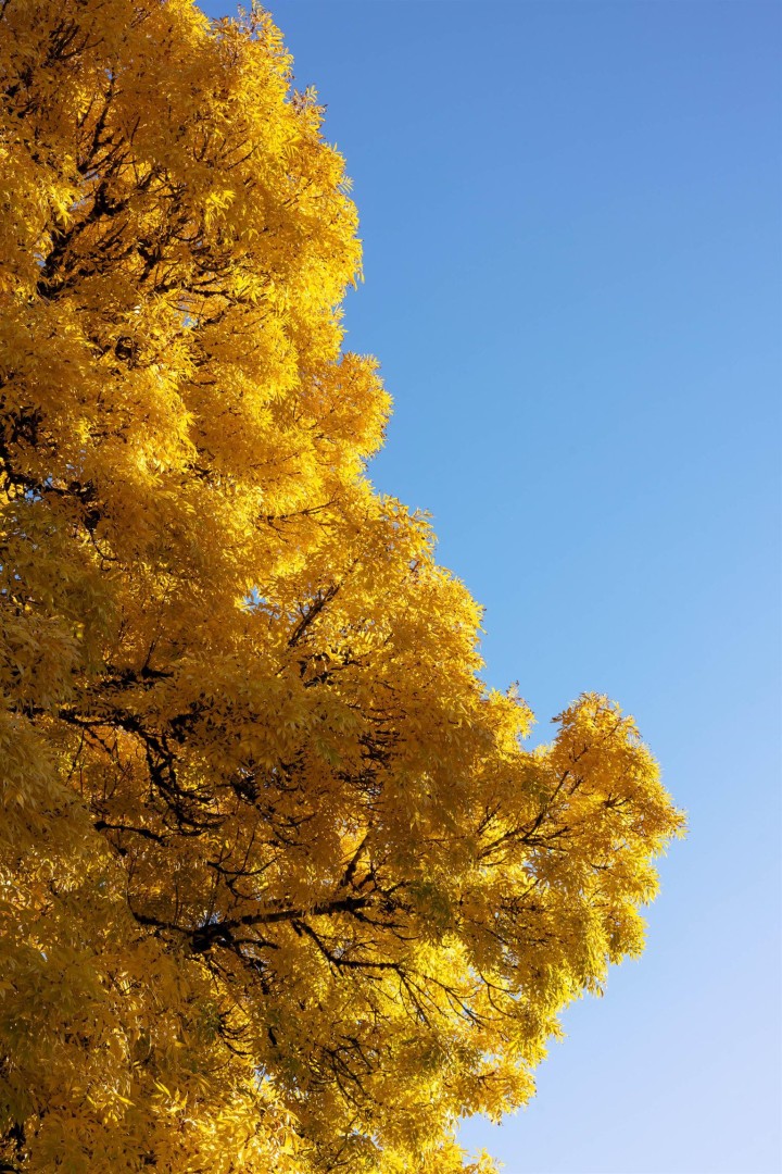 Photo 37 at 2719 E 46th Avenue, Killarney VE, Vancouver East