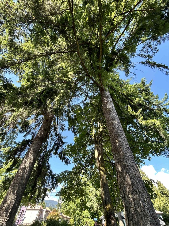 Photo 19 at 1798 Garden Avenue, Pemberton NV, North Vancouver