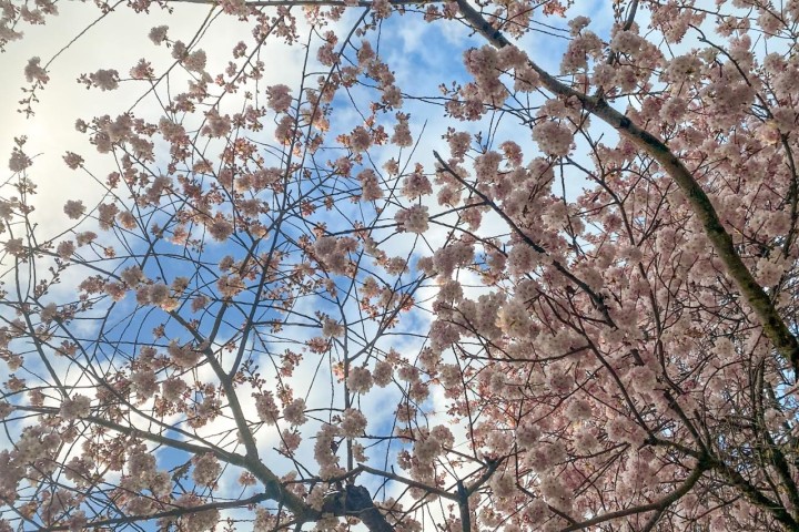 Photo 33 at 3274 W 1st Avenue, Kitsilano, Vancouver West