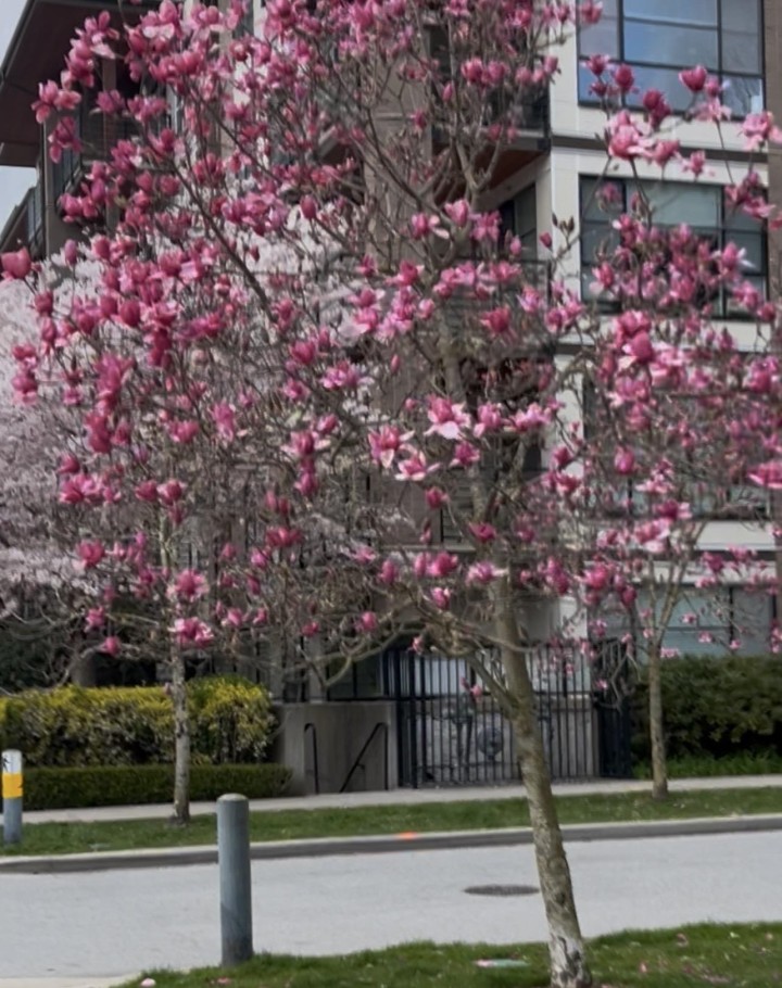 Photo 15 at 212 - 6033 Gray Avenue, University VW, Vancouver West