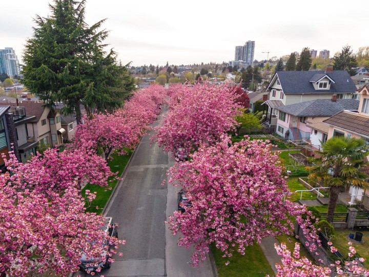Photo 31 at 111 E 61st Avenue, South Vancouver, Vancouver East