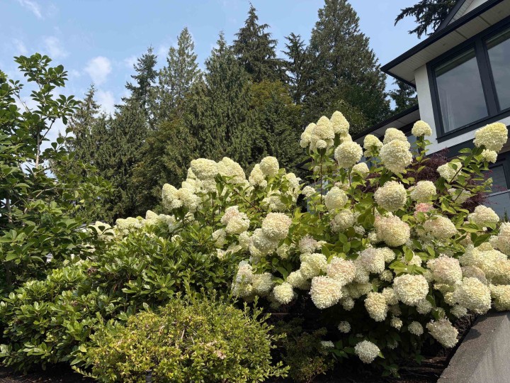 Photo 3 at 4816 Skyline Drive, Canyon Heights NV, North Vancouver