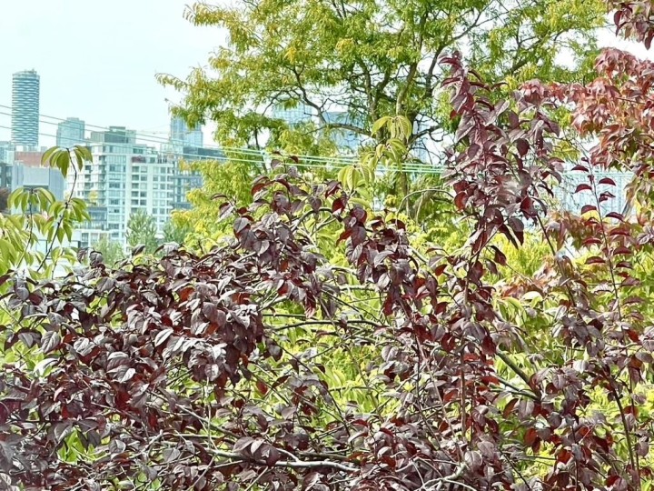 Photo 17 at 348 - 588 E 5th Avenue, Mount Pleasant VE, Vancouver East